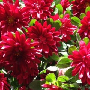 Meet your Posher, Naomi